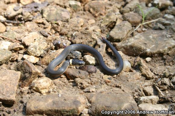 Northern Ring-necked Snake (Diadophis punctatus edwardsii)