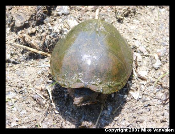 Eastern Musk Turtle (Sternotherus odoratus)