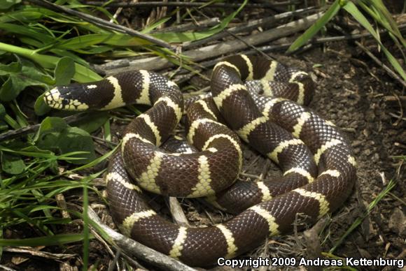 California Kingsnake (Lampropeltis getula californiae)