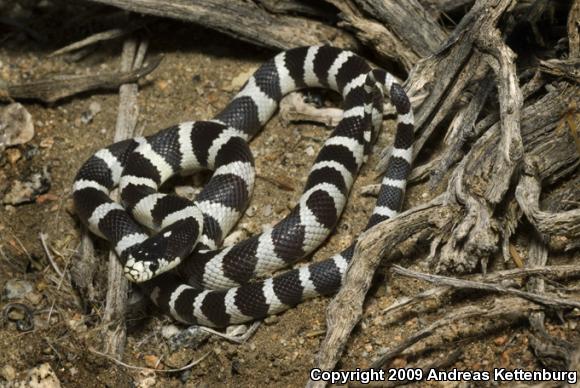 California Kingsnake (Lampropeltis getula californiae)