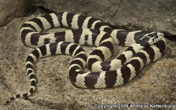 California Kingsnake (Lampropeltis getula californiae)