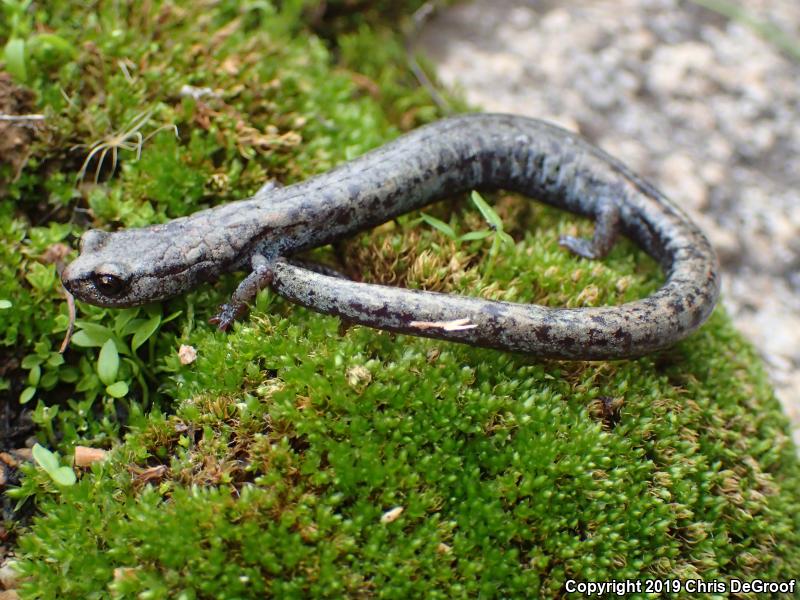 Tehachapi Slender Salamander (Batrachoseps stebbinsi)