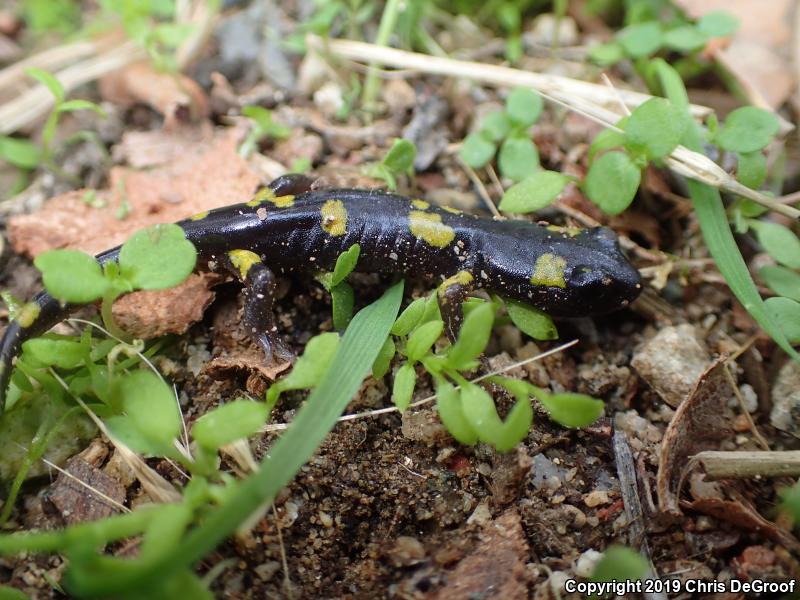 Yellow-blotched Ensatina (Ensatina eschscholtzii croceater)