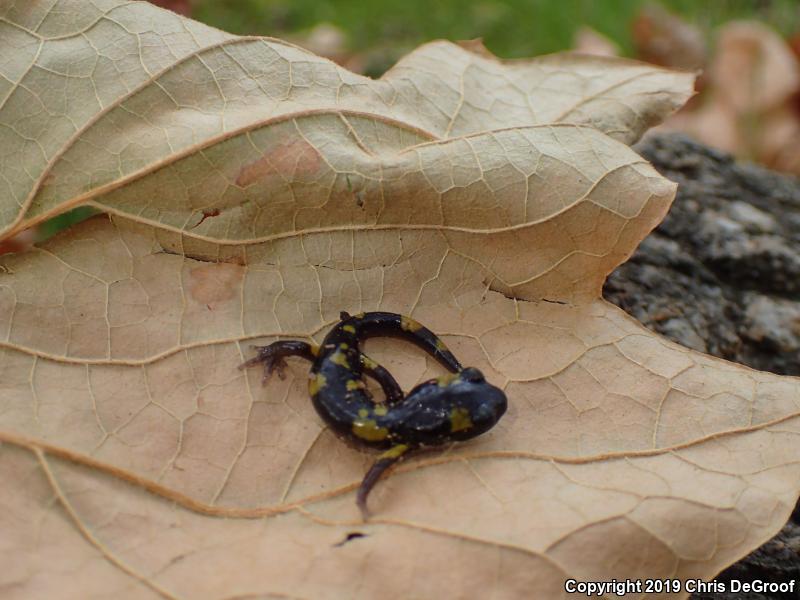 Yellow-blotched Ensatina (Ensatina eschscholtzii croceater)