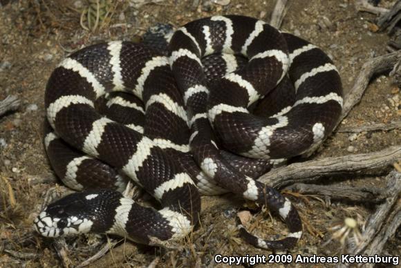 California Kingsnake (Lampropeltis getula californiae)