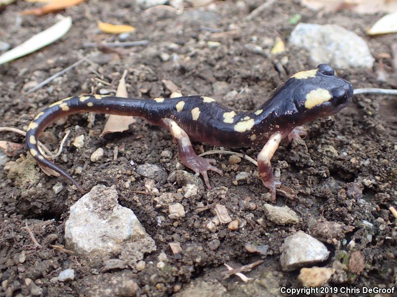 Yellow-blotched Ensatina (Ensatina eschscholtzii croceater)