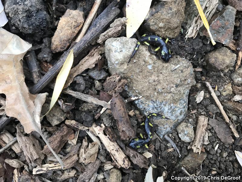 Yellow-blotched Ensatina (Ensatina eschscholtzii croceater)