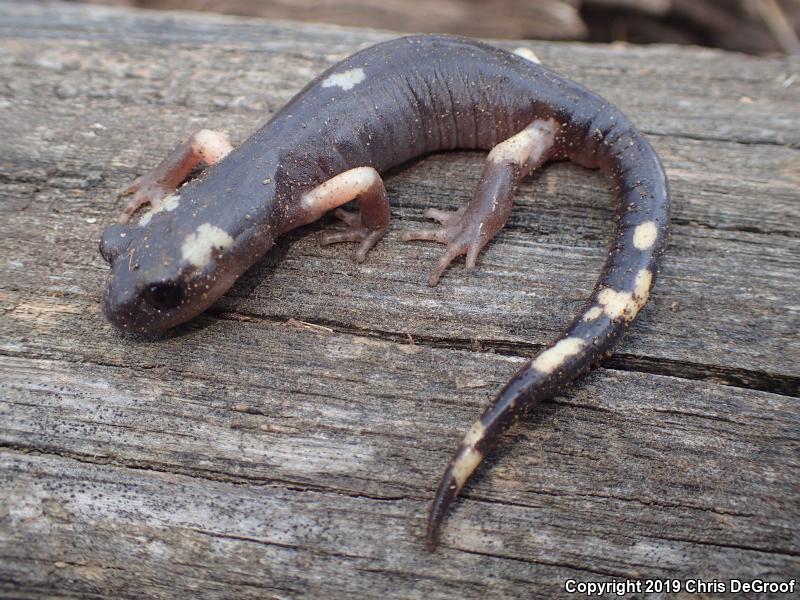 Yellow-blotched Ensatina (Ensatina eschscholtzii croceater)