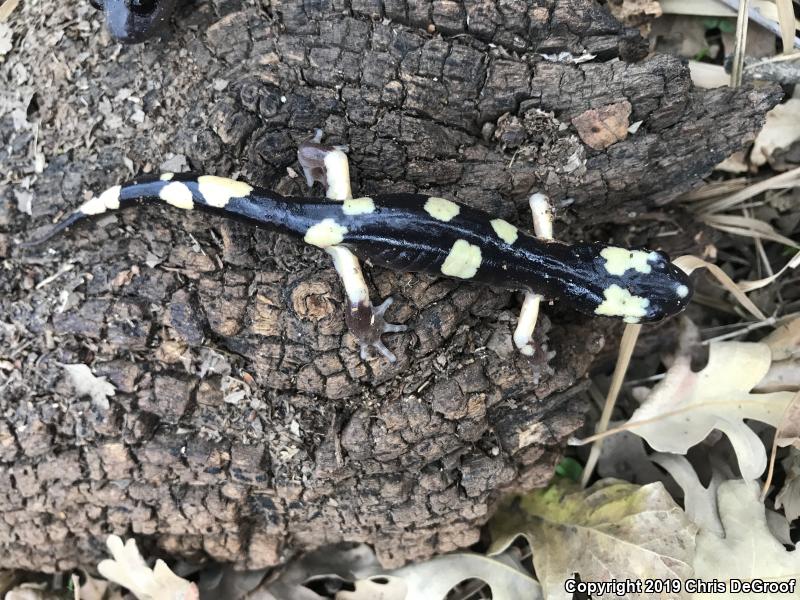 Yellow-blotched Ensatina (Ensatina eschscholtzii croceater)