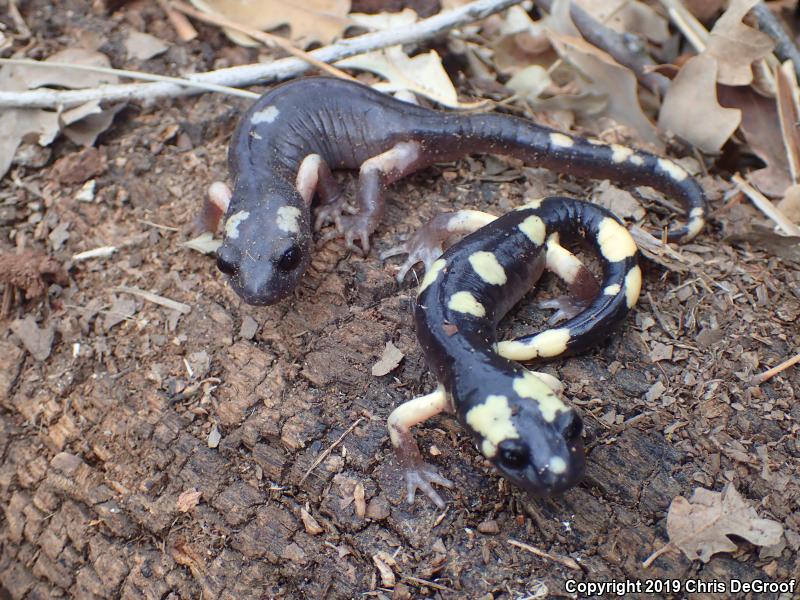 Yellow-blotched Ensatina (Ensatina eschscholtzii croceater)