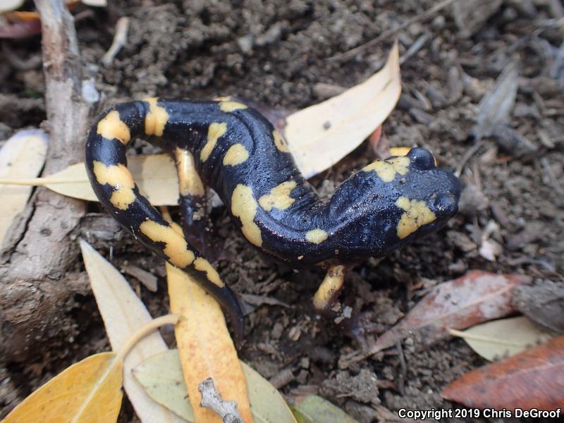 Yellow-blotched Ensatina (Ensatina eschscholtzii croceater)