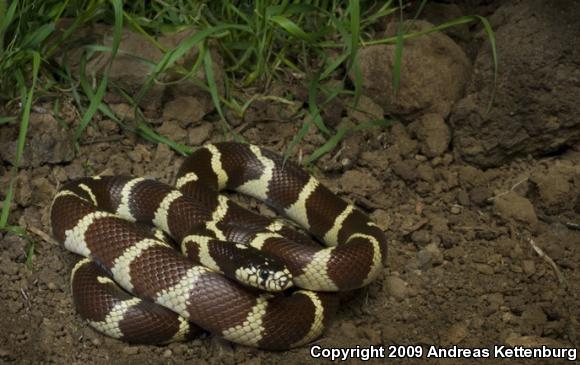 California Kingsnake (Lampropeltis getula californiae)