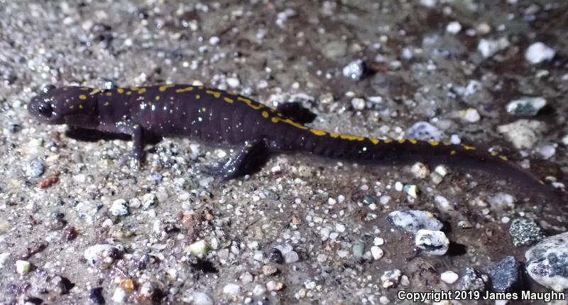 Santa Cruz Long-toed Salamander (Ambystoma macrodactylum croceum)