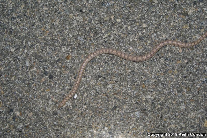 Spotted Leaf-nosed Snake (Phyllorhynchus decurtatus)