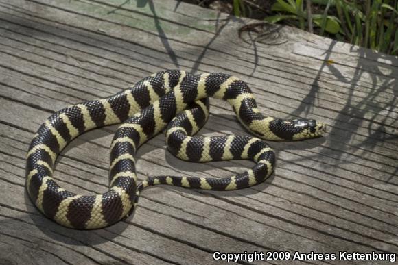 California Kingsnake (Lampropeltis getula californiae)