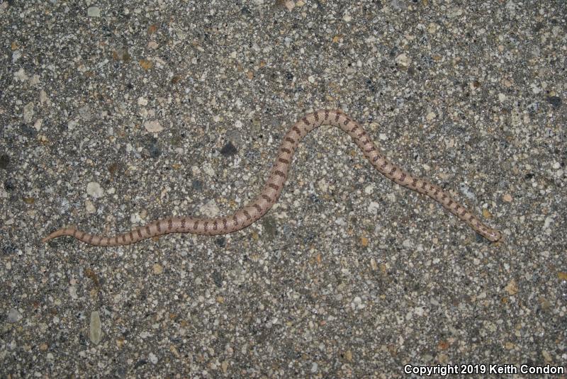 Spotted Leaf-nosed Snake (Phyllorhynchus decurtatus)