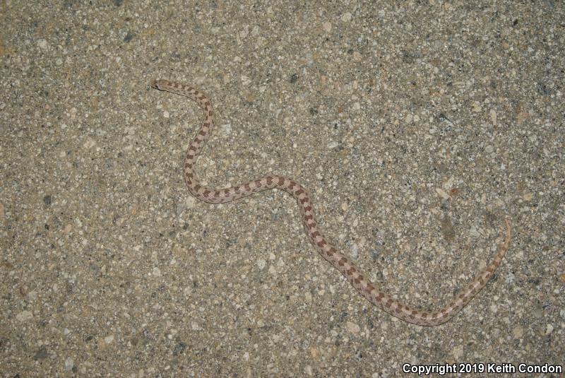 Spotted Leaf-nosed Snake (Phyllorhynchus decurtatus)