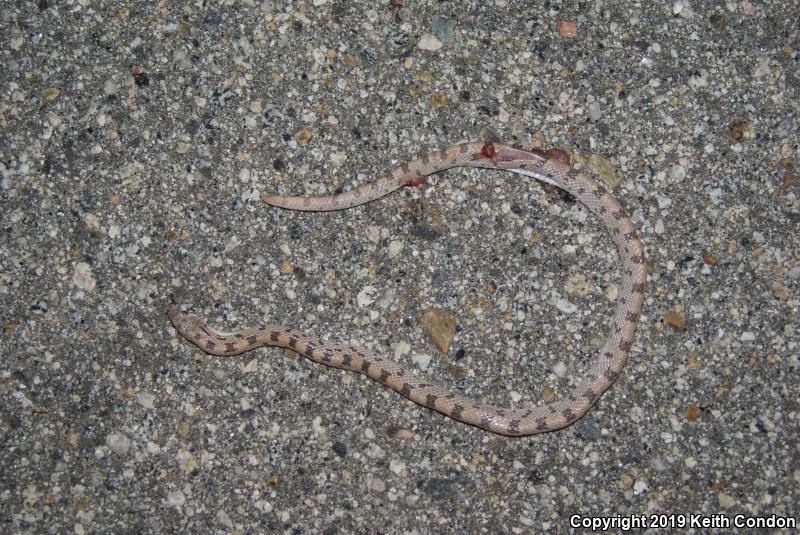 Spotted Leaf-nosed Snake (Phyllorhynchus decurtatus)