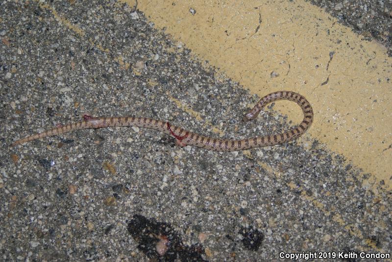 Spotted Leaf-nosed Snake (Phyllorhynchus decurtatus)