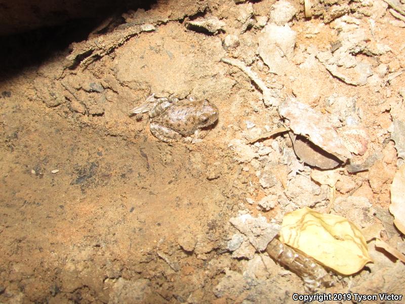 Canyon Treefrog (Hyla arenicolor)