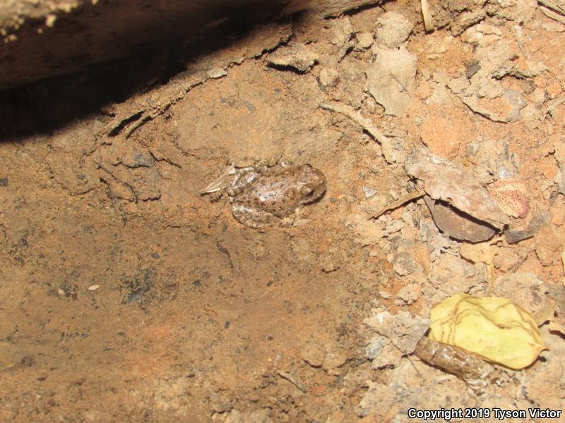 Canyon Treefrog (Hyla arenicolor)