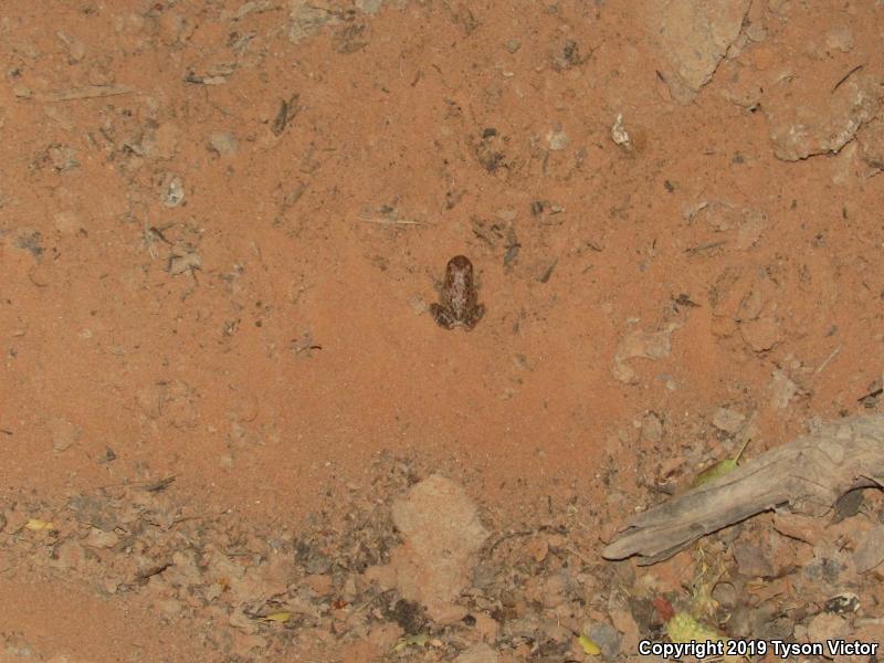 Canyon Treefrog (Hyla arenicolor)