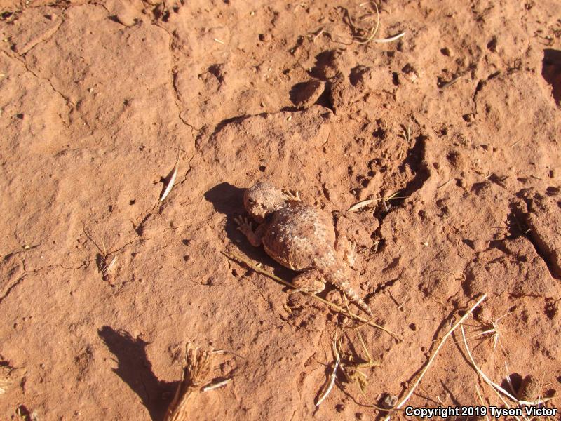 Southern Desert Horned Lizard (Phrynosoma platyrhinos calidiarum)