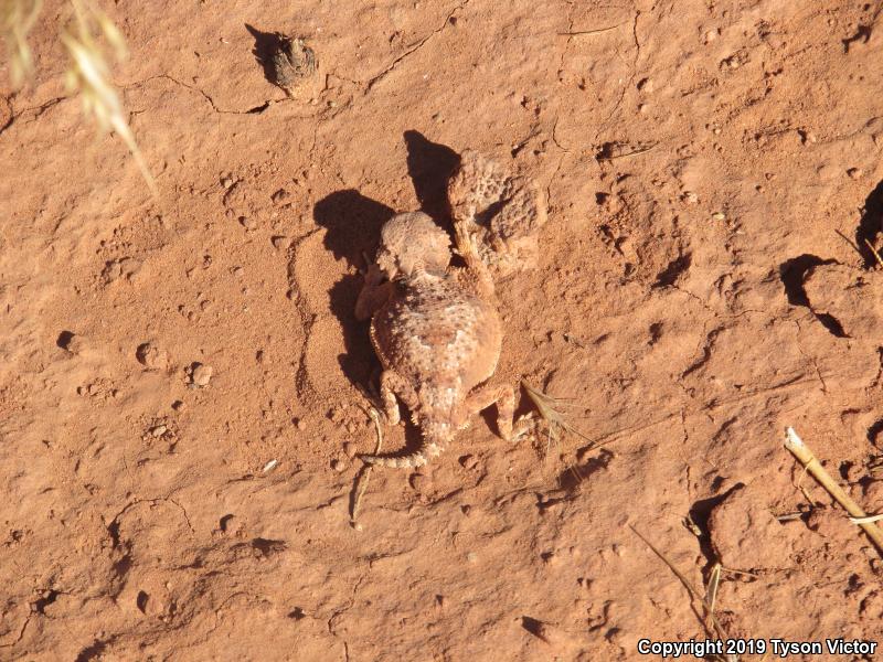 Southern Desert Horned Lizard (Phrynosoma platyrhinos calidiarum)