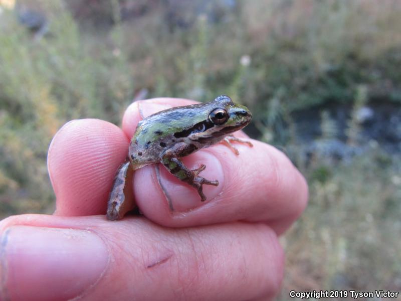 Baja California Treefrog (Pseudacris hypochondriaca)