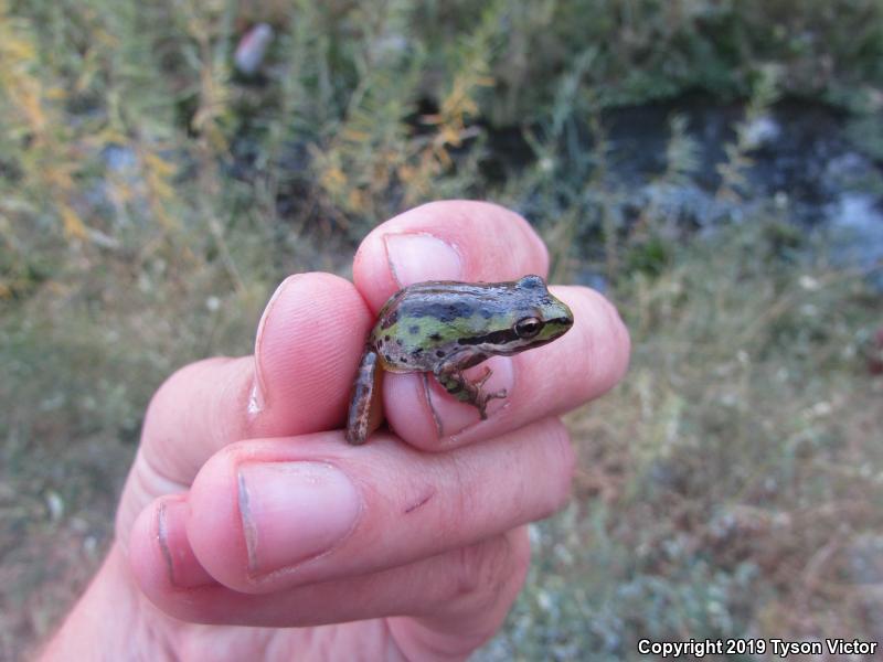 Baja California Treefrog (Pseudacris hypochondriaca)