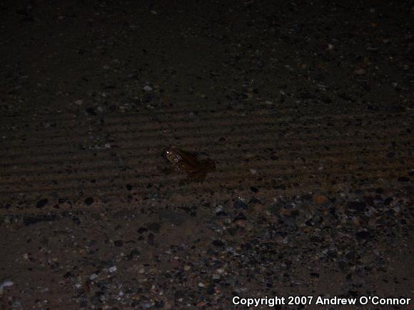 Boreal Toad (Anaxyrus boreas boreas)