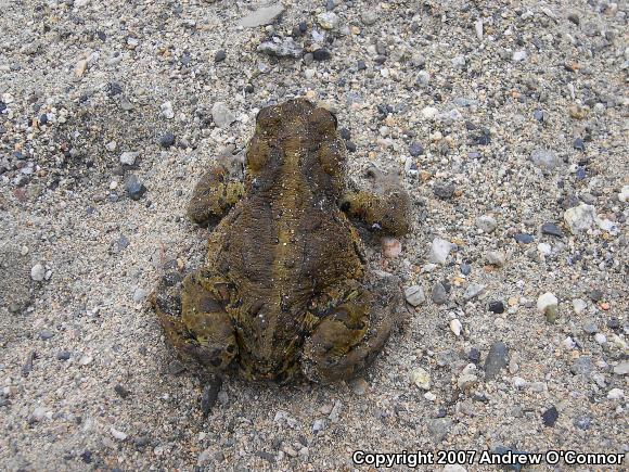 Boreal Toad (Anaxyrus boreas boreas)