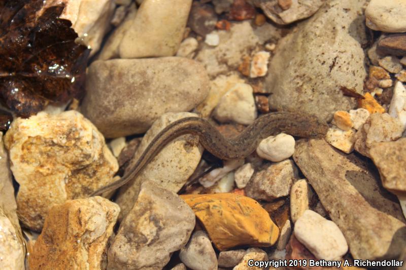 Oklahoma Salamander (Eurycea tynerensis)