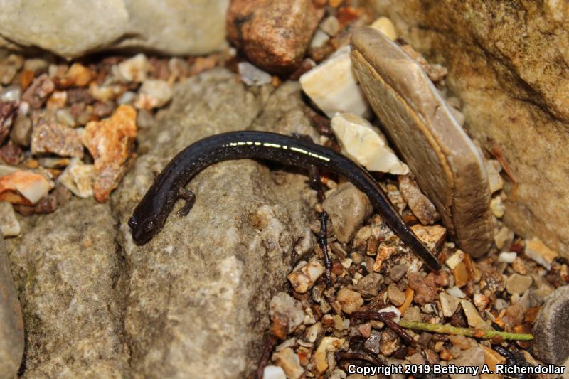 Oklahoma Salamander (Eurycea tynerensis)