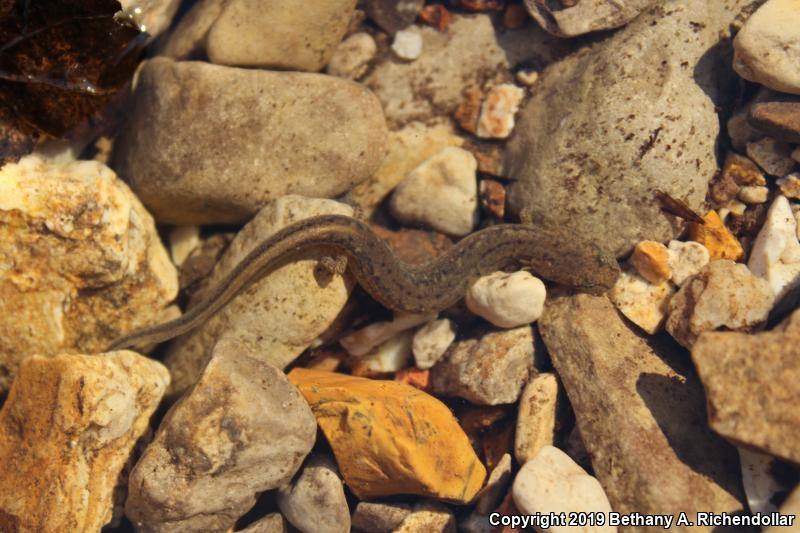 Oklahoma Salamander (Eurycea tynerensis)