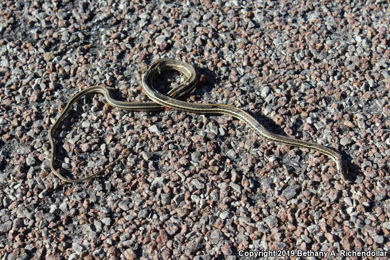 Orange-striped Ribbonsnake (Thamnophis proximus proximus)