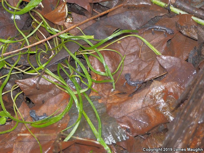 Oregon Ensatina (Ensatina eschscholtzii oregonensis)