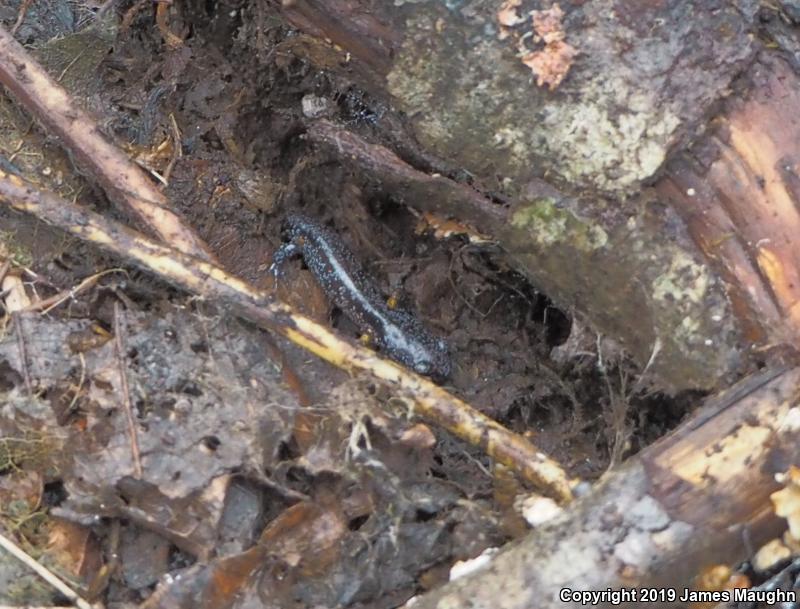 Oregon Ensatina (Ensatina eschscholtzii oregonensis)