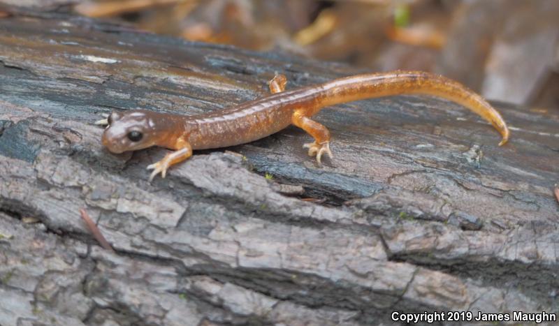 Oregon Ensatina (Ensatina eschscholtzii oregonensis)