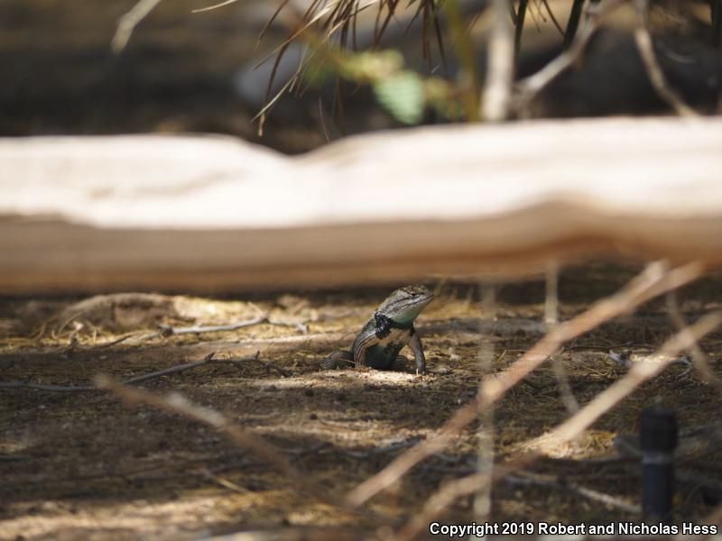 Purple-backed Spiny Lizard (Sceloporus magister magister)