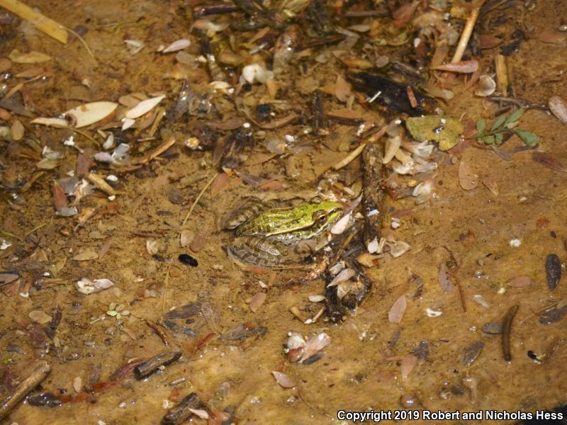 Rio Grande Leopard Frog (Lithobates berlandieri)