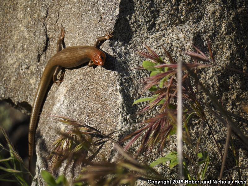 Western Redtail Skink (Plestiodon gilberti rubricaudatus)