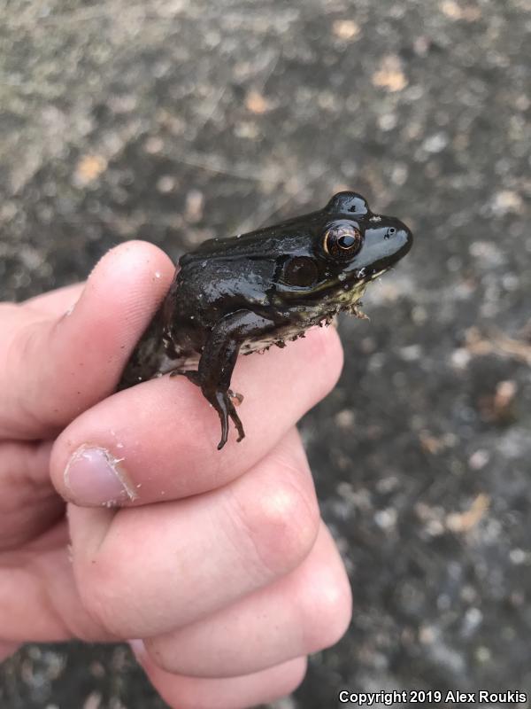 Northern Green Frog (Lithobates clamitans melanota)