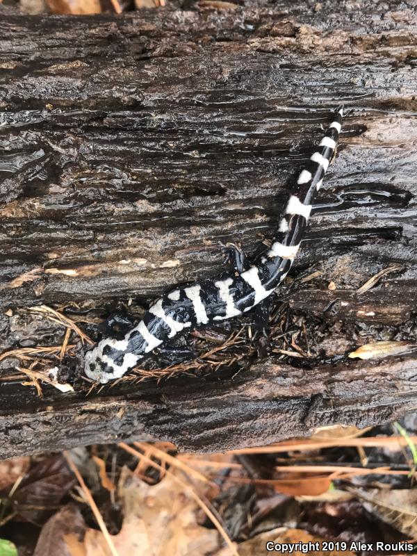 Marbled Salamander (Ambystoma opacum)