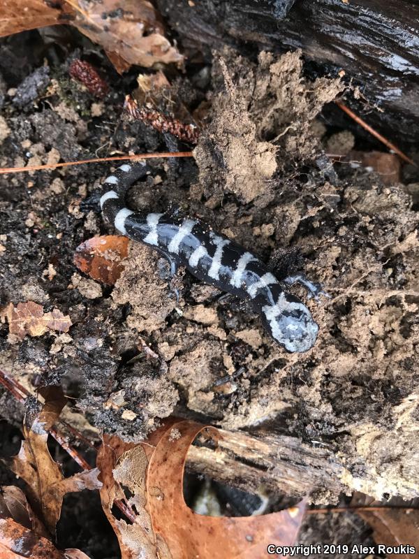 Marbled Salamander (Ambystoma opacum)