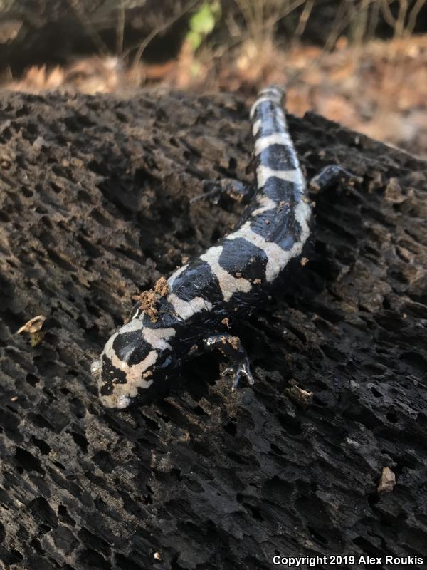 Marbled Salamander (Ambystoma opacum)