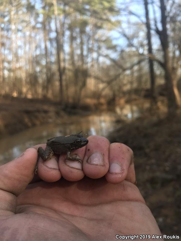 Northern Green Frog (Lithobates clamitans melanota)