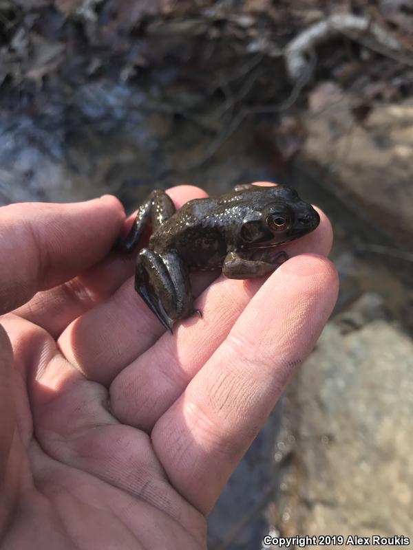 American Bullfrog (Lithobates catesbeianus)