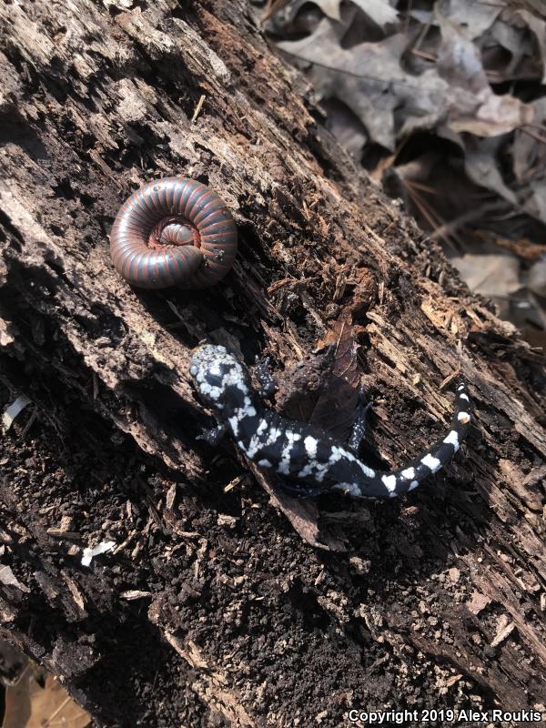 Marbled Salamander (Ambystoma opacum)