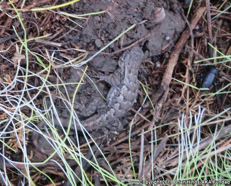 Great Basin Fence Lizard (Sceloporus occidentalis longipes)